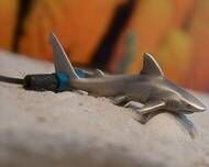 GRİ RESİF KÖPEKBALIĞI